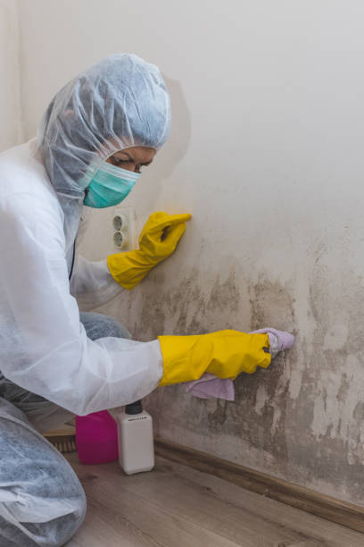 Best Asbestos and Lead Testing During Mold Inspection  in Delft Colony, CA