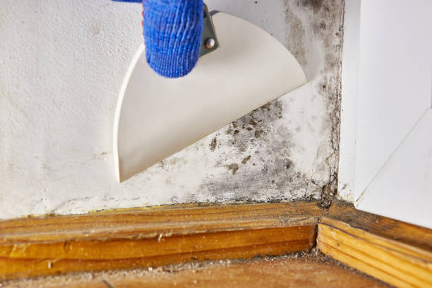 Best Mold Prevention Services  in Delft Colony, CA